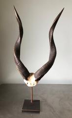Lange kudu hoorns op een metalen sokkel, Collections, Collections Animaux, Bois ou Tête, Autres, Enlèvement, Utilisé