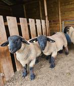 Suffolk rammen dekrammen stamboek, Dieren en Toebehoren, Schapen, Geiten en Varkens, Mannelijk, Schaap, 0 tot 2 jaar