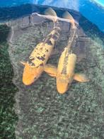 2 japanse kois +-60cm, Dieren en Toebehoren, Vissen | Vijvervissen, Karper of Koi