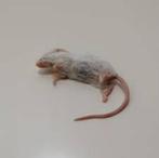 diepvries muizen en ratten te koop bij csreptiles Venlo, Dieren en Toebehoren, Ophalen of Verzenden