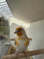 Distelvink, Mannelijk, Wildzangvogel, Geringd