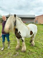 Iris cop hengst, Dieren en Toebehoren, Hengst