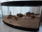 Set voor ruime hamster scape / terrarium / hamsterkooi, Ophalen, Kooi, 60 tot 90 cm, Hamster