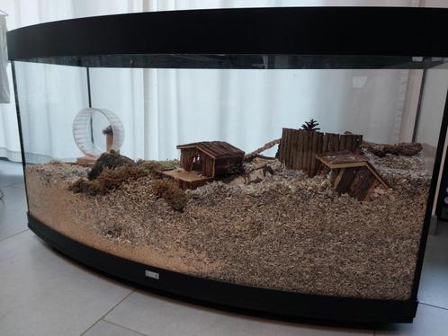 Set voor ruime hamster scape / terrarium / hamsterkooi, Dieren en Toebehoren, Knaagdieren en Konijnen | Hokken en Kooien, Gebruikt