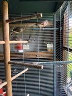 Jonge kanaries ( 2025 ), Dieren en Toebehoren, Vogels | Kanaries, Meerdere dieren, Kleurkanarie