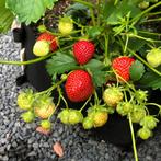 Aardbeienplant, Tuin en Terras, Ophalen of Verzenden