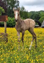 Poulain de sport isabelle, Dieren en Toebehoren, Springpaard, Gechipt, M, 0 tot 2 jaar
