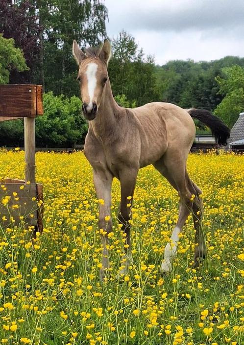 Poulain de sport isabelle, Dieren en Toebehoren, Paarden, Hengst, M, 165 tot 170 cm, 0 tot 2 jaar, Springpaard, Met stamboom, Gechipt