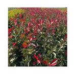 Photinia red robin, Ophalen