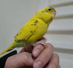 Mooie, tamme en goed getrainde reu €25, Dieren en Toebehoren, Vogels | Parkieten en Papegaaien