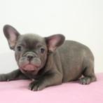 Bouledogue français à vendre, Animaux & Accessoires, 15 semaines à 1 an, Parvovirose, Autres races, Plusieurs animaux