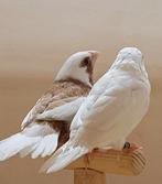 koppel japanse meeuwtjes, Dieren en Toebehoren, Meerdere dieren, Tropenvogel, Geringd