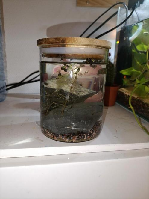 Aquarium slakken, Dieren en Toebehoren, Insecten en Spinnen