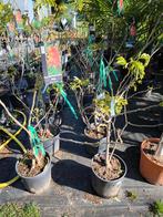 Albizia julibrissin Perzische slaapboom, Tuin en Terras, Overige soorten, 100 tot 250 cm, Zomer, Ophalen