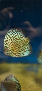 Briliant turquoise discus