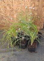 Bieslook, Ophalen, Volle zon, Vaste plant, Kruiden