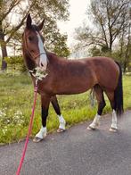9-jarige allround merrie, Dieren en Toebehoren, Paarden, Merrie, Gechipt, 7 tot 10 jaar, 160 tot 165 cm