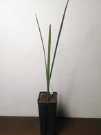 Dadelpalm, Huis en Inrichting, Kamerplanten, Ophalen, Palm, Minder dan 100 cm, Volle zon