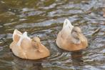 Zweedse gele eend, Dieren en Toebehoren, Vrouwelijk, Eend