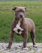 Chiot américain Stafford, American Staffordshire Terrier, Chien (mâle), Belgique, Un chien
