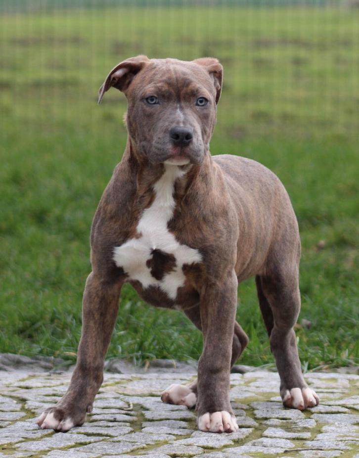 Chiot américain Stafford, Animaux & Accessoires, Chiens | Jack Russell & Terriers, Chien (mâle), American Staffordshire Terrier