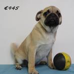 Mops puppy's te koop (Belgisch), Dieren en Toebehoren, Honden | Chihuahua's en Gezelschapshonden, België, CDV (hondenziekte), 8 tot 15 weken