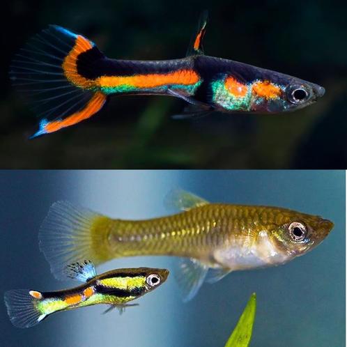 15 stuks mix halfwas endler guppy's + gratis guppygras, Dieren en Toebehoren, Vissen | Aquariumvissen, Zoetwatervis, Vis