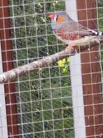 2 jongens zebravinken eigen kweek, Dieren en Toebehoren, Vogels | Overige Vogels