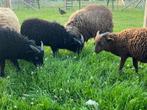 ouessant ram lam zwart, Mannelijk, Schaap, 0 tot 2 jaar