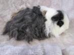 Koppel langharige cavia's met krulhaar, Dieren en Toebehoren, Knaagdieren, April, Meerdere dieren, Cavia