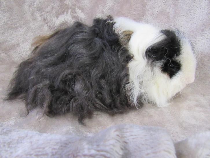 Koppel langharige cavia's met krulhaar, Dieren en Toebehoren, Knaagdieren, Meerdere dieren, Cavia, April