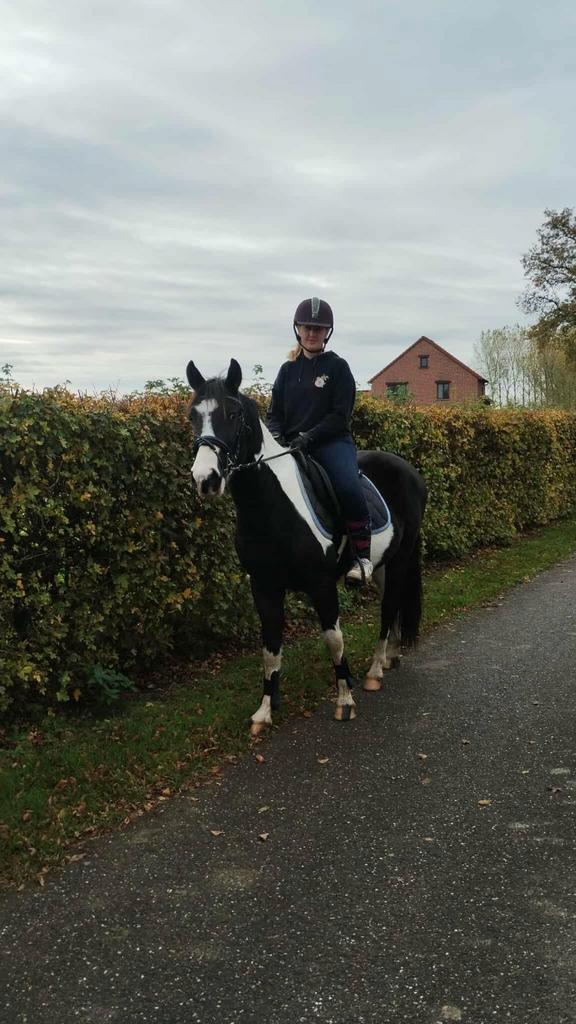 Zwart bonte ruin te koop, Dieren en Toebehoren, Pony's, Ruin