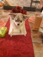 Merle reutje 10 weken, Dieren en Toebehoren, Honden | Chihuahua's en Gezelschapshonden, België, Particulier, 8 tot 15 weken, CDV (hondenziekte)