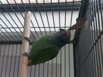 pionus menstruus man, Dieren en Toebehoren, Vogels | Parkieten en Papegaaien, Mannelijk, Papegaai, Geringd