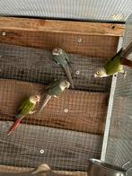 2 koppels pyrrurah, Dieren en Toebehoren, Vogels | Parkieten en Papegaaien