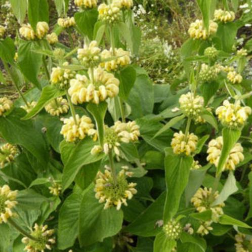 Zaadjes van phlomis of brandkruid, Tuin en Terras, Bloembollen en Zaden, Zaad, Voorjaar, Volle zon, Ophalen of Verzenden