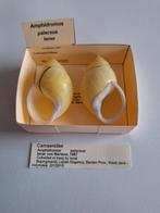 Tropische landslakken - Amphidromus, Ophalen of Verzenden, Schelp(en)