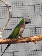 Derbyan pop van 2025, Dieren en Toebehoren, Vogels | Parkieten en Papegaaien