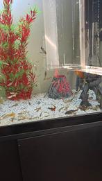 30 Guppies