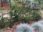 Taxus haag, Tuin en Terras, Ophalen, Taxus, Haag, Minder dan 100 cm