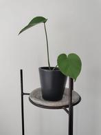 Monstera Deliciosa / Gatenplant - Kamerplant met sierpot, Huis en Inrichting, Kamerplanten, Ophalen, Overige soorten, Halfschaduw