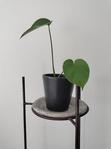 Monstera Deliciosa / Gatenplant - Kamerplant met sierpot beschikbaar voor biedingen