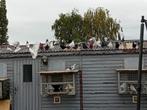 Birmingham rollers te koop, Dieren en Toebehoren, Vogels | Duiven