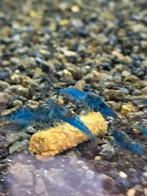 Blue dreams, Dieren en Toebehoren