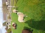 Schapen en 1 bok, Dieren en Toebehoren, Vrouwelijk, Schaap, 0 tot 2 jaar