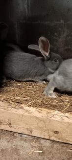 Duitsereus blauwe otter moertjes, Dieren en Toebehoren, Konijnen, Vrouwelijk, Groot, 0 tot 2 jaar