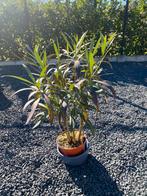 Mooie oleander in goede staat inclusief pot., Tuin en Terras, Ophalen of Verzenden