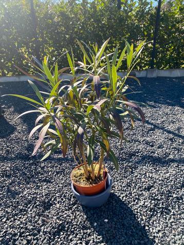 Mooie oleander in goede staat inclusief pot. beschikbaar voor biedingen