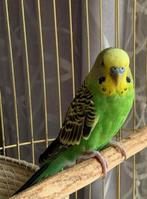 Parkiet + kooi, Dieren en Toebehoren, Vogels | Parkieten en Papegaaien, Parkiet