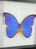 Blauwe Morpho Vlinder - Wildernis Atelier